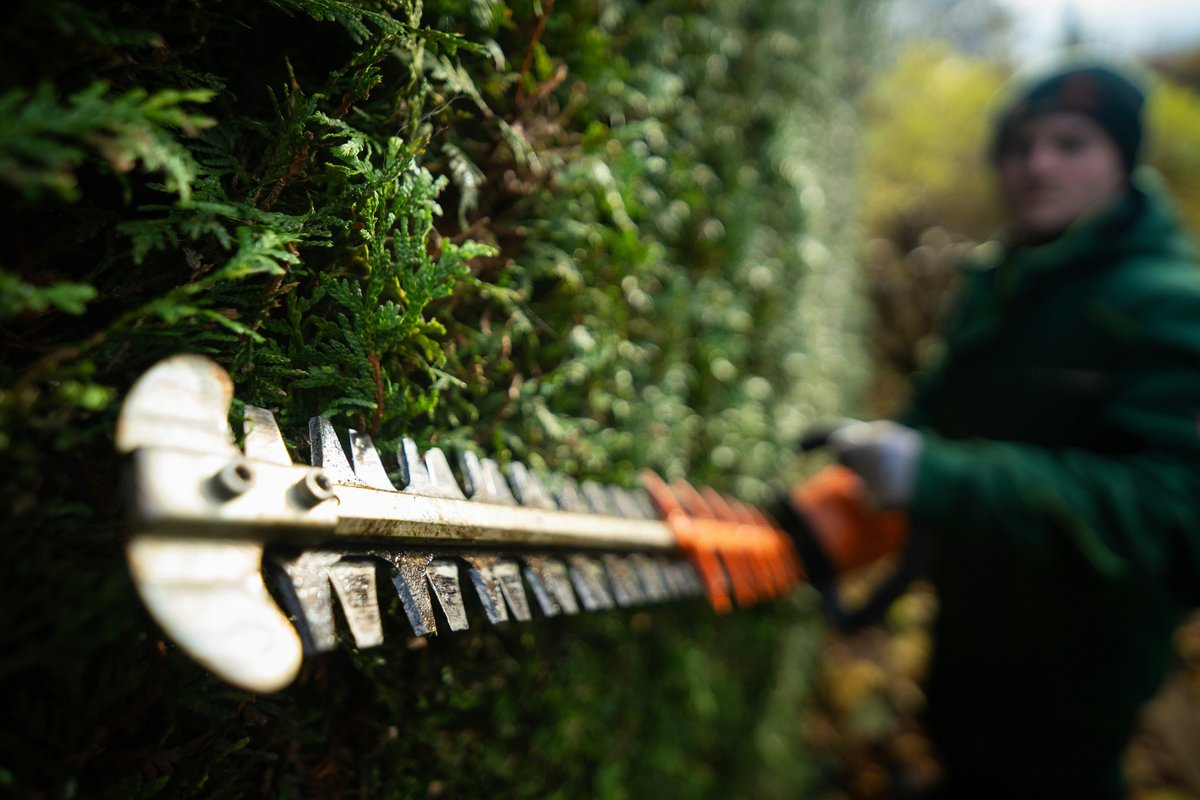 Hedge trimming and shaping service Brisbane