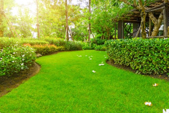 Beautiful professionally maintained garden